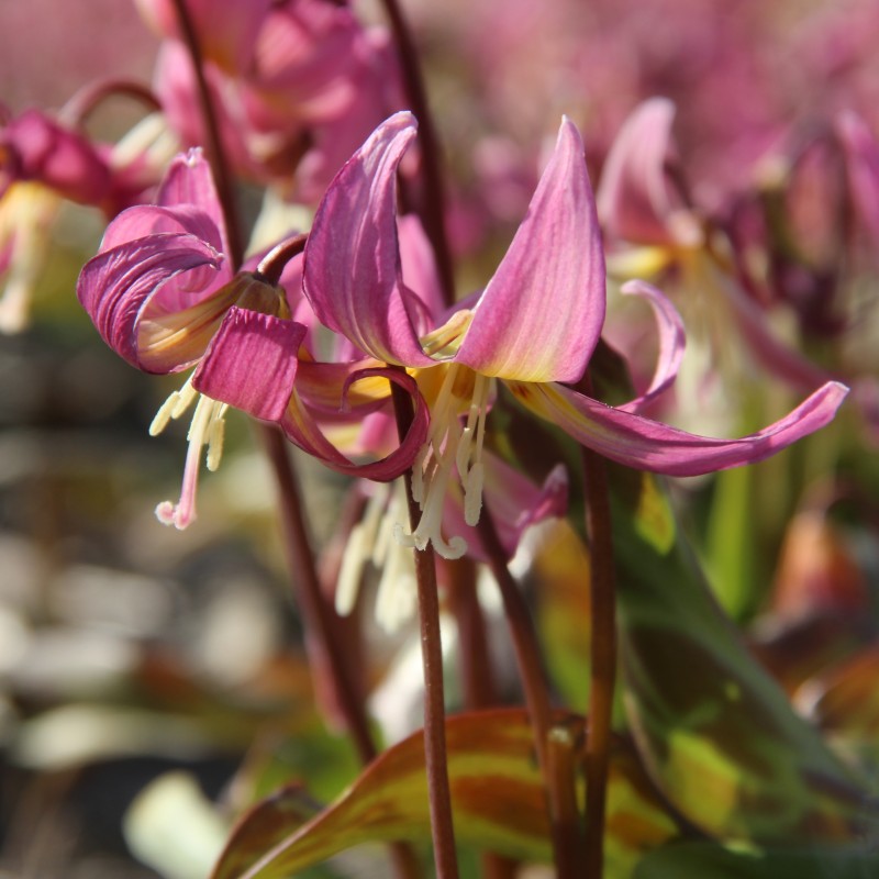 Erythronium x revolutum ‘Grand Old Man’