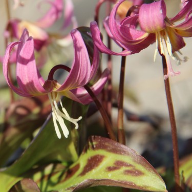 Erythronium x revolutum ‘Grand Old Man’