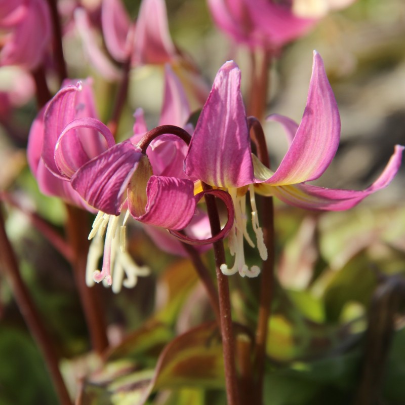 Erythronium x revolutum ‘Grand Old Man’