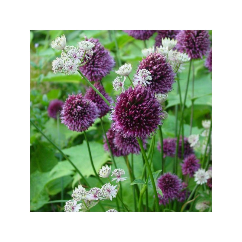 Allium sphaerocephalon subsp.sphaerocephalon 