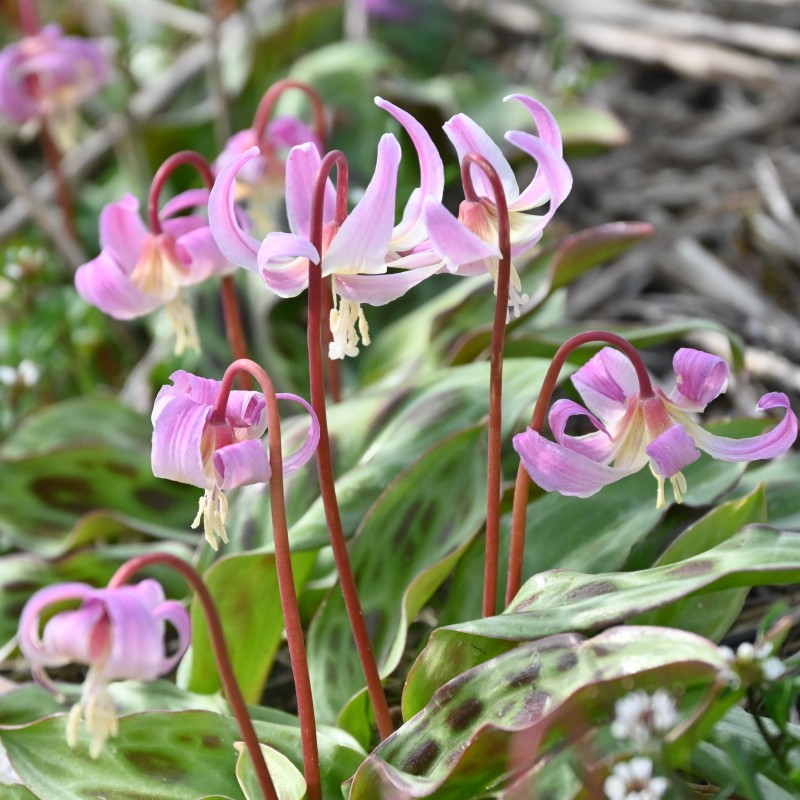Erythronium x revolutum ‘Grand Old Man’