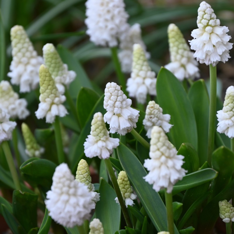 Muscari azureum 'Album'