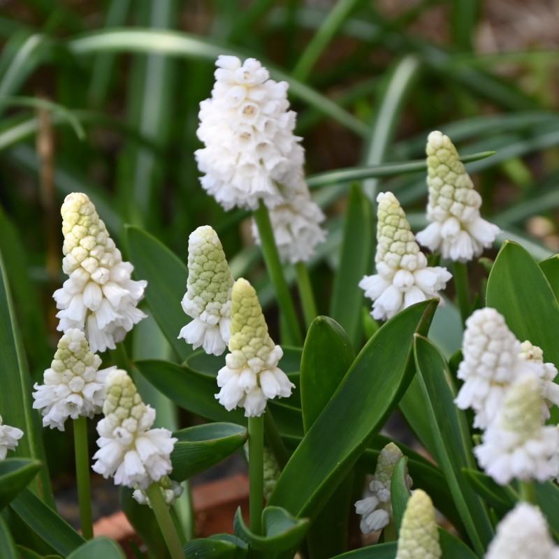 Muscari azureum 'Album'