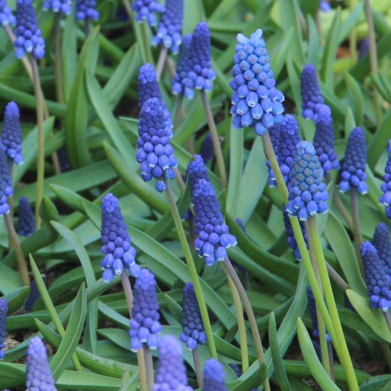 Muscari botryoides 'Superstar'