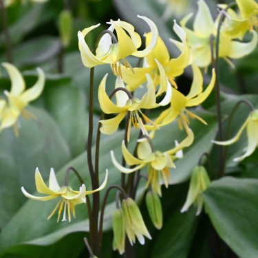 Erythronium 'Pagoda'