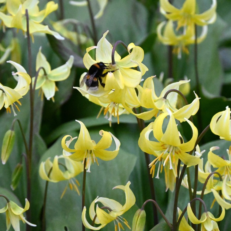 Erythronium 'Pagoda'