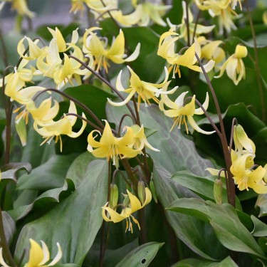 Erythronium 'Pagoda'