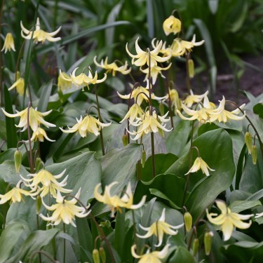 Erythronium 'Pagoda'