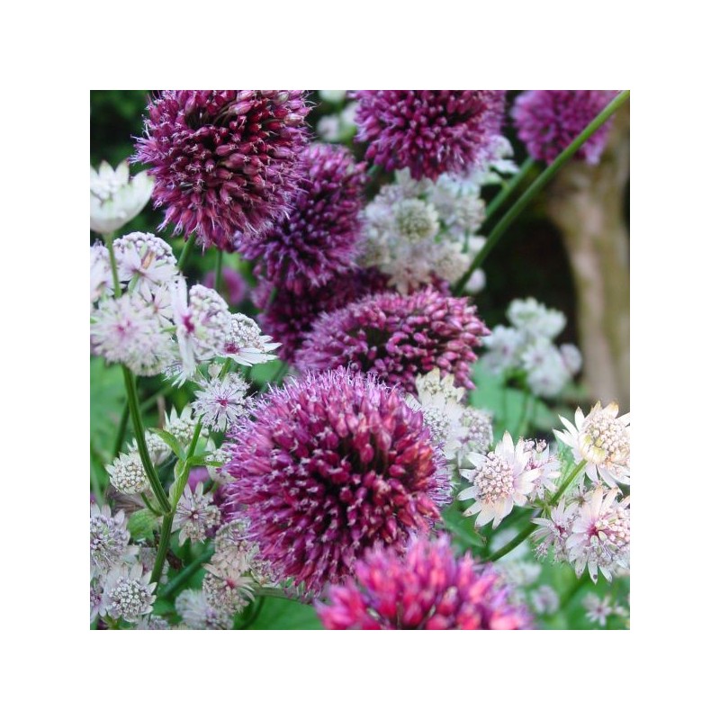 Allium sphaerocephalon subsp.sphaerocephalon 