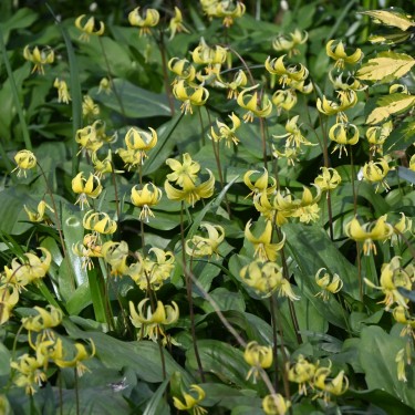 Erythronium 'Pagoda'