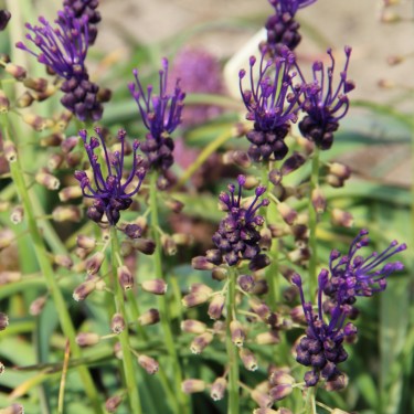 Muscari comosum