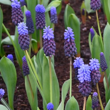 Muscari latifolium