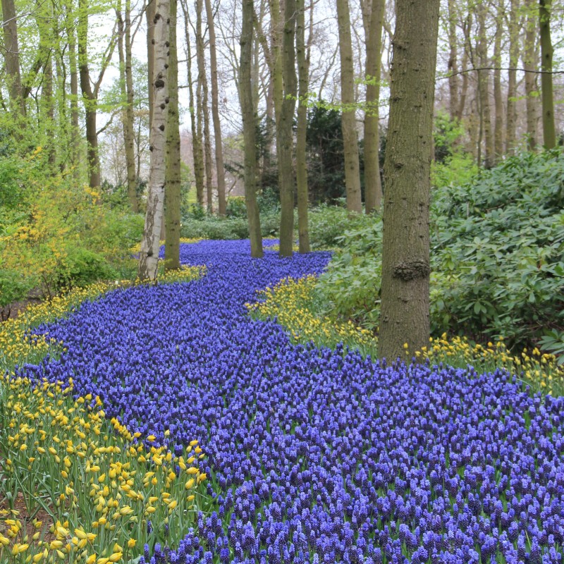 Muscari latifolium