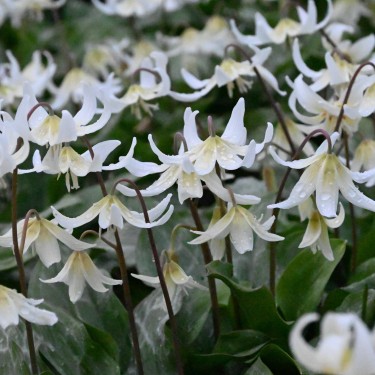 Erythronium 'White Beauty'
