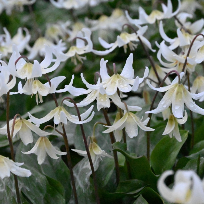 Erythronium 'White Beauty'
