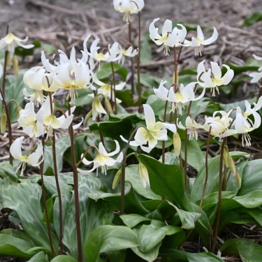 Erythronium 'White Beauty'