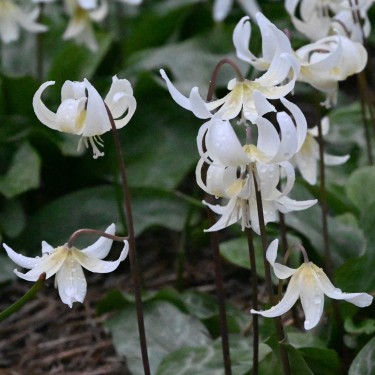 Erythronium 'White Beauty'