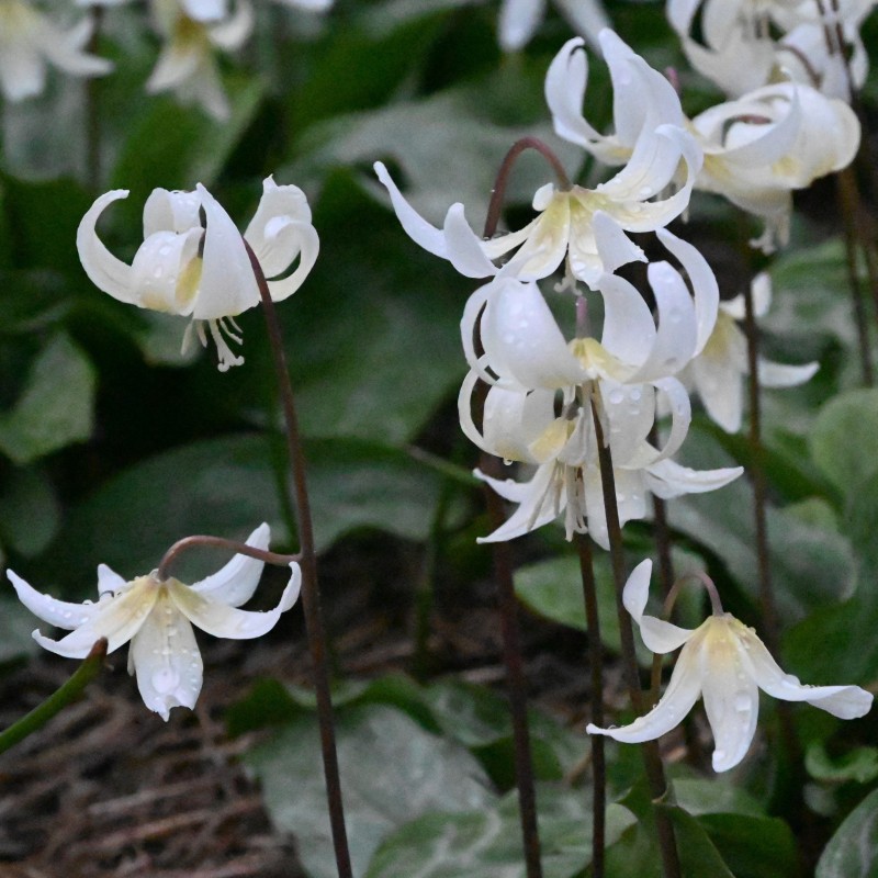 Erythronium 'White Beauty'