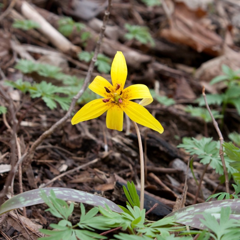 Erythronium americanum Erythronium americanum