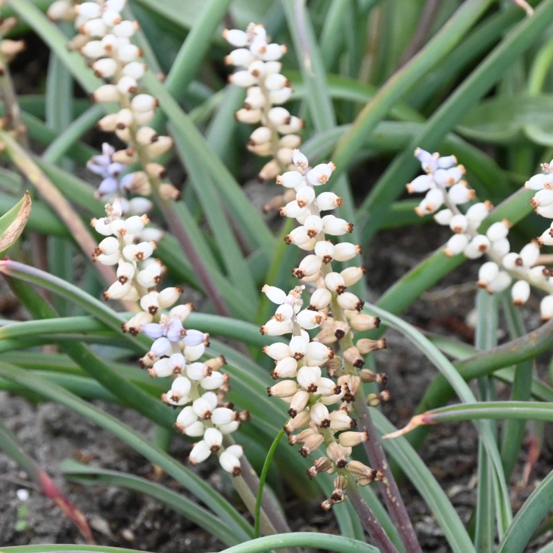 Muscari muscarimi