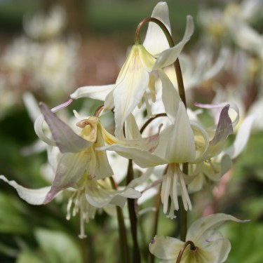 Erythronium californicum