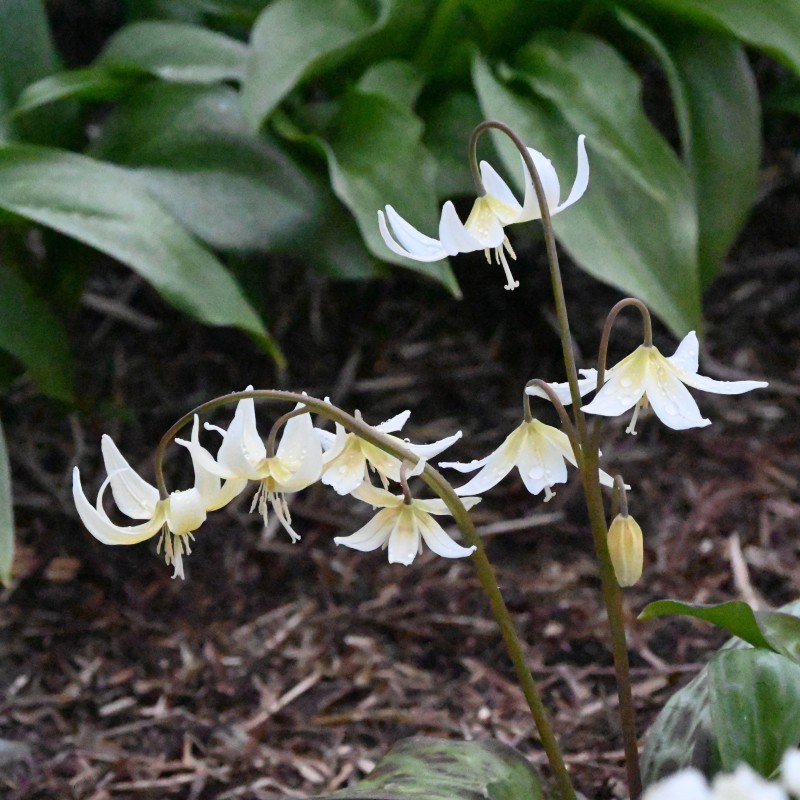 Erythronium californicum