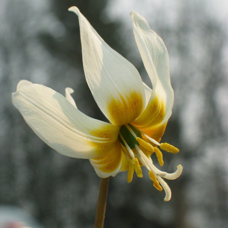 Erythronium caucasicum