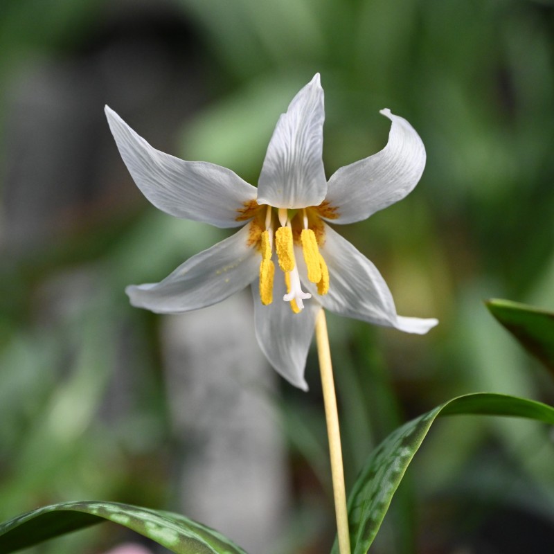 Erythronium caucasicum