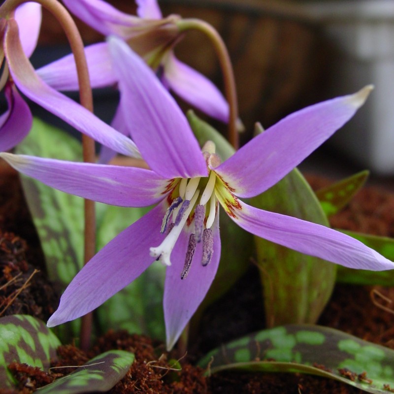 Erythronium dens-canis 'Frans Hals'