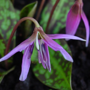 Erythronium dens-canis 'Frans Hals'