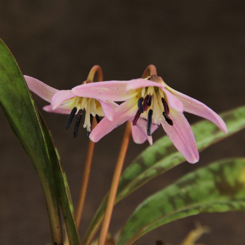 Erythronium dens-canis 'Lilac Wonder'