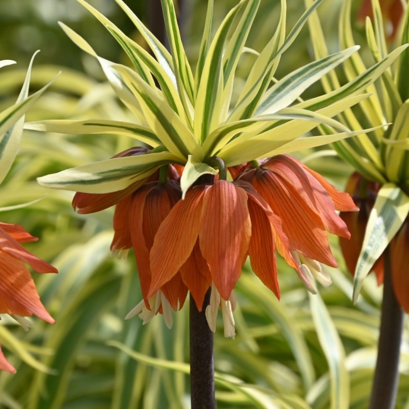 Fritillaria 'Argenteovariegata'