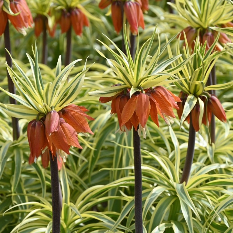 Fritillaria 'Argenteovariegata'
