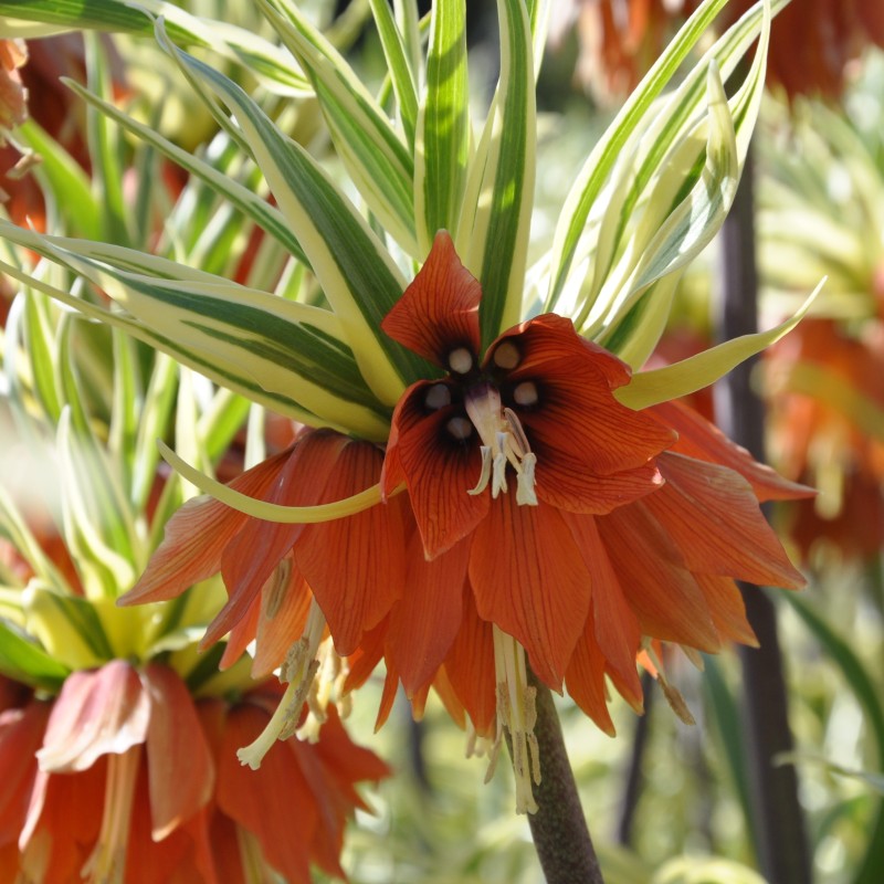 Fritillaria 'Argenteovariegata'