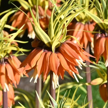 Fritillaria 'Aureomarginata'