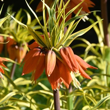 Fritillaria 'Aureomarginata'