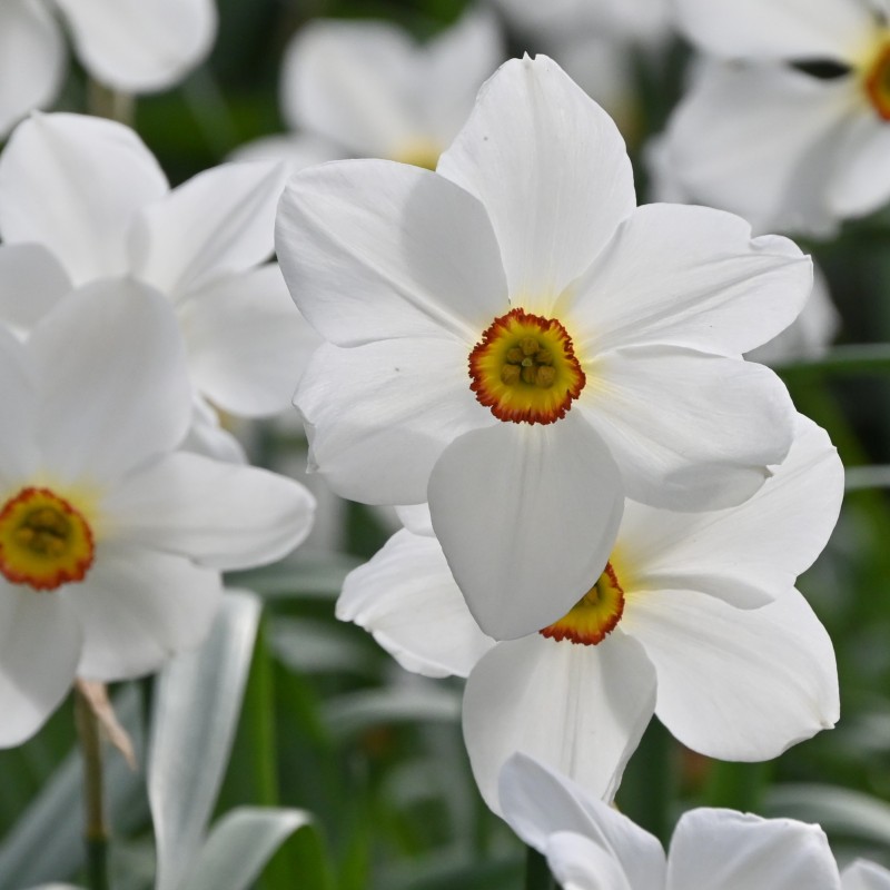 Narcissus 'Actaea' 