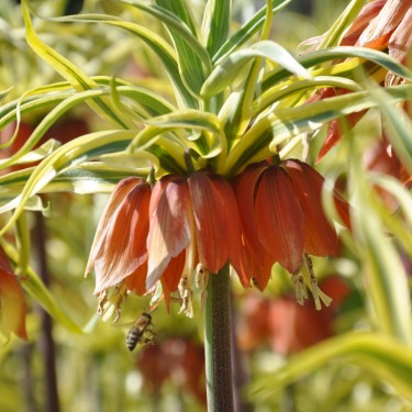 Fritillaria 'Aureomarginata'