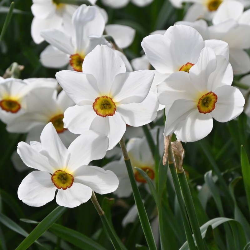 Narcissus 'Actaea' 