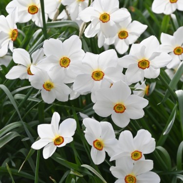 Narcissus 'Actaea' 