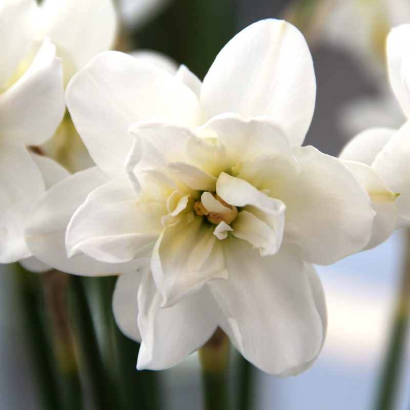 Narcissus 'Albus Plenus Odoratus'  