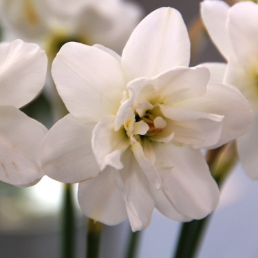 Narcissus 'Albus Plenus Odoratus'  
