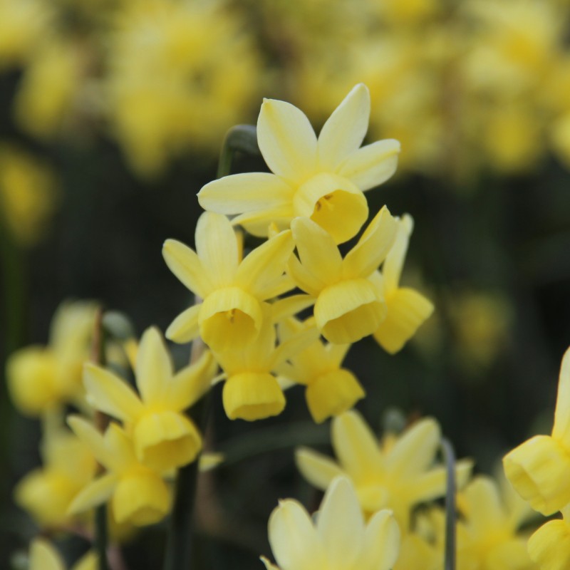 Narcissus 'Angel's Whisper'