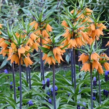 Fritillaria 'Early Dream'