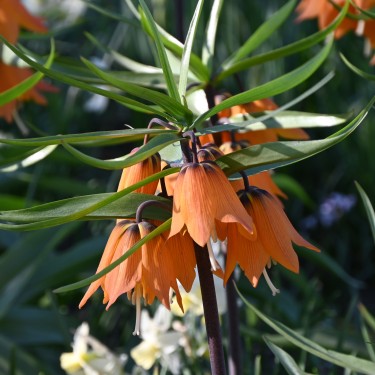 Fritillaria 'Early Dream'
