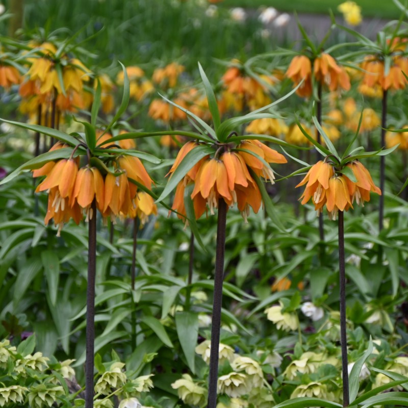 Fritillaria 'Early Dream'