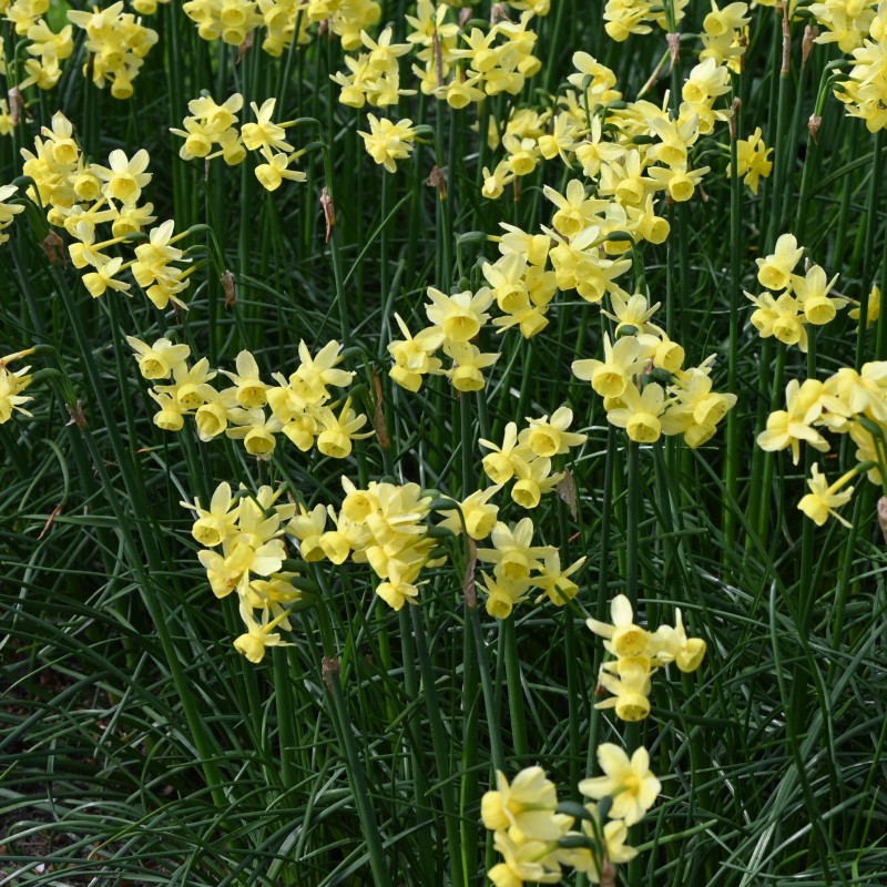 Narcissus 'Angel's Whisper'
