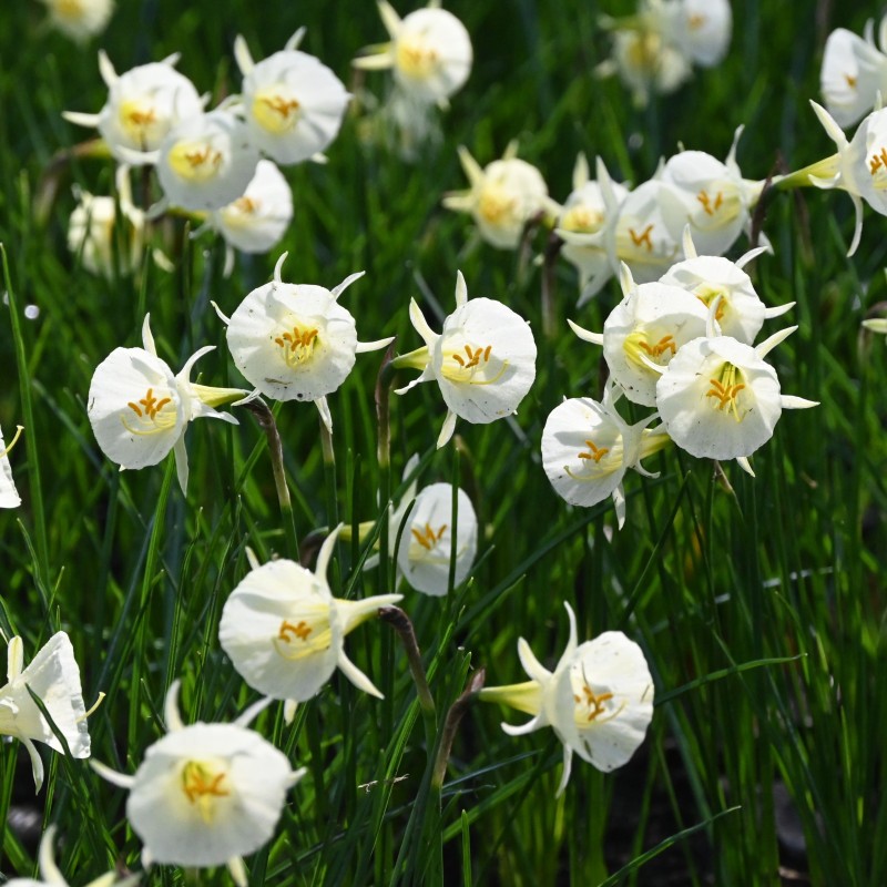 Narcissus 'Arctic Bells'