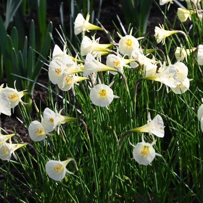 Narcissus 'Arctic Bells'