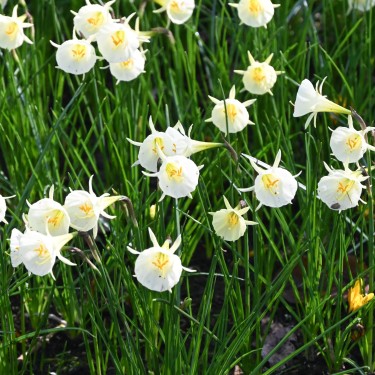 Narcissus 'Arctic Bells'